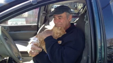 Este Senhor Cuida de Gatos Selvagens Todos os Dias Há 22 Anos