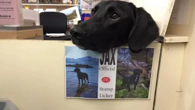 O Título de Trabalho Mais Fofo: Cachorro que Trabalha no Correio é o Oficial Lambedor de Selos