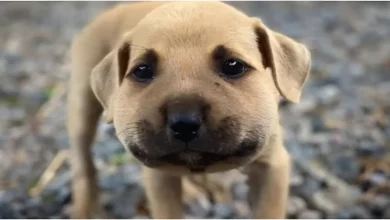 Pequeno cachorrinho incha “como um balão” após encontrar sua primeira abelha e agora é uma estrela