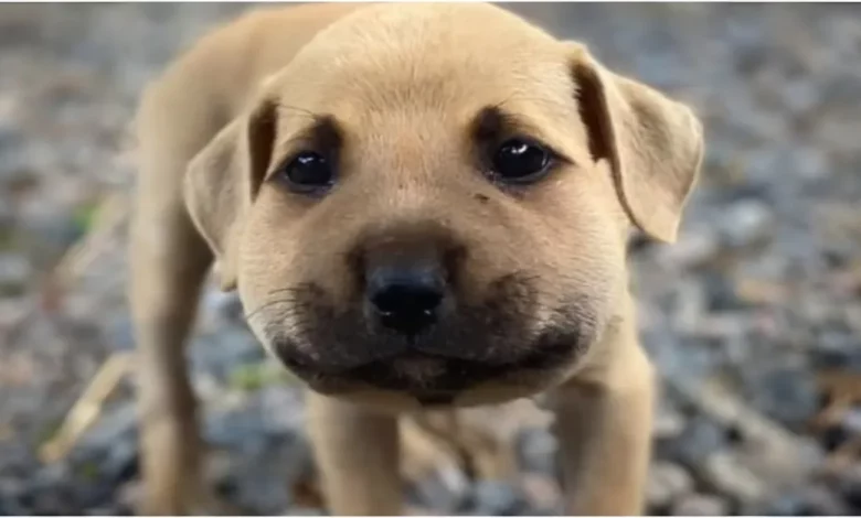 Pequeno cachorrinho incha “como um balão” após encontrar sua primeira abelha e agora é uma estrela Pequeno cachorrinho incha “como um balão” após encontrar sua primeira abelha e agora é uma estrela