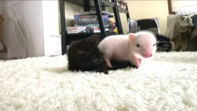 Gatinho Tem Equipe de Leitõezinhos para Cuidar Dele Durante Suas Convulsões