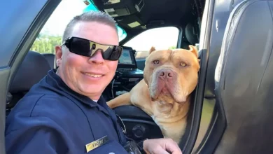 Chamado para Cachorro ‘Perigoso’ Se Transforma em Amizade Entre ‘Pit Bull’ e Policial