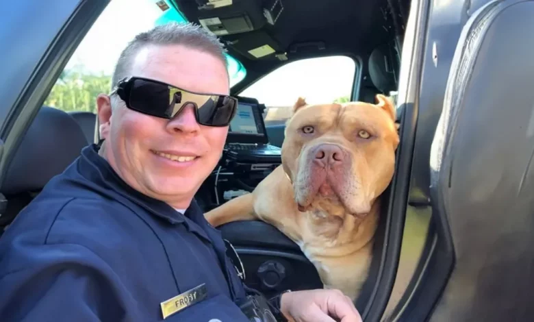 Chamado para Cachorro ‘Perigoso’ Se Transforma em Amizade Entre ‘Pit Bull’ e Policial Chamado para Cachorro ‘Perigoso’ Se Transforma em Amizade Entre ‘Pit Bull’ e Policial