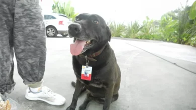 Cão sênior abandonado em posto de gasolina se torna o funcionário mais fofo de todos os tempos