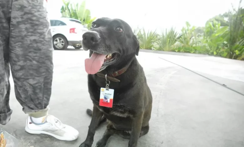 Cão sênior abandonado em posto de gasolina se torna o funcionário mais fofo de todos os tempos Cão sênior abandonado em posto de gasolina se torna o funcionário mais fofo de todos os tempos