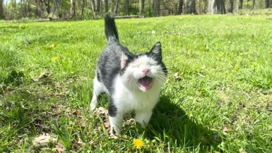 Uma Amizade Que Durou Quase uma Década Resultou em um Gato Feral Idoso se Tornando um Animal de Estimação Doméstico