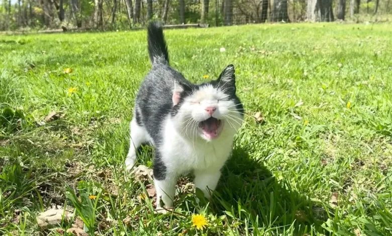 Uma Amizade Que Durou Quase uma Década Resultou em um Gato Feral Idoso se Tornando um Animal de Estimação Doméstico Uma Amizade Que Durou Quase uma Década Resultou em um Gato Feral Idoso se Tornando um Animal de Estimação Doméstico