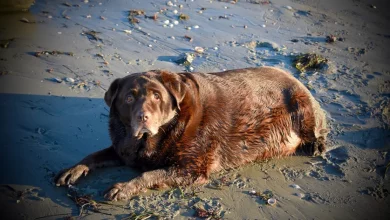 Família Adota Cachorro Obeso e o Transforma com 27 Quilos a Menos