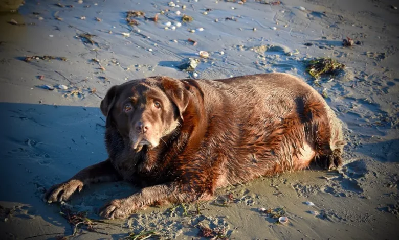 Família Adota Cachorro Obeso e o Transforma com 27 Quilos a Menos Família Adota Cachorro Obeso e o Transforma com 27 Quilos a Menos