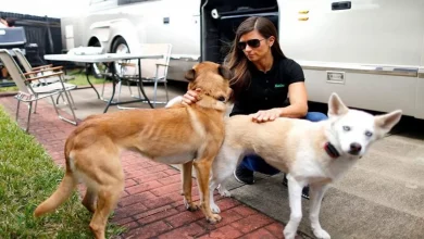 Ai! Danica Patrick é arranhada enquanto salva cachorro de um coiote