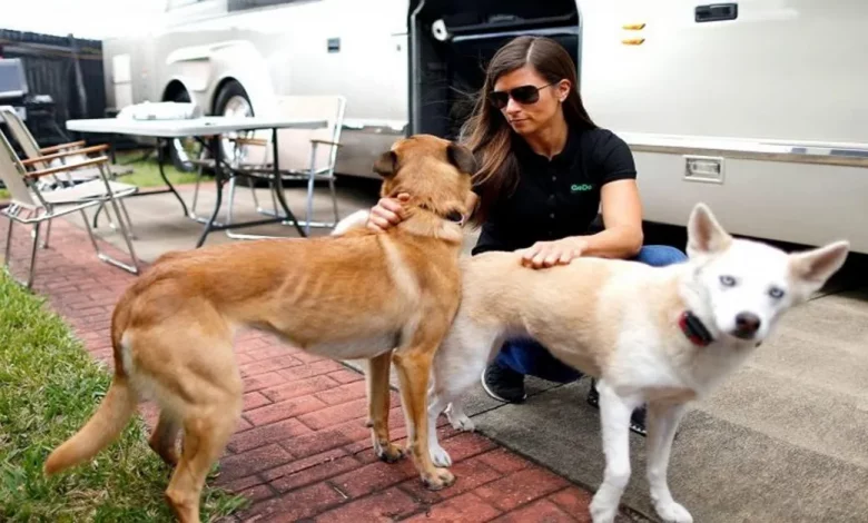 Ai! Danica Patrick é arranhada enquanto salva cachorro de um coiote Ai! Danica Patrick é arranhada enquanto salva cachorro de um coiote