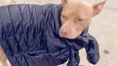 Veja a Nala, a Pit Bull de 3 Pernas, Pegando Emprestado os Casacos da Mamãe Quando Fica com Frio