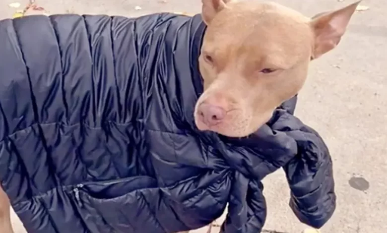 Veja a Nala, a Pit Bull de 3 Pernas, Pegando Emprestado os Casacos da Mamãe Quando Fica com Frio Veja a Nala, a Pit Bull de 3 Pernas, Pegando Emprestado os Casacos da Mamãe Quando Fica com Frio
