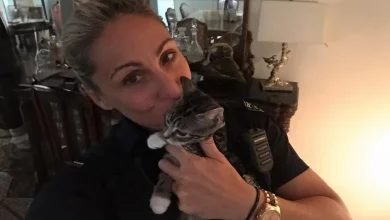 Policial Resgata e Encontra Lares para 63 Gatinhos Porque é ‘Mais Barato do que Ter Filhos’