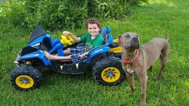 Pit Bulls Salvam Crianças de Cobra Venenosa Escondida no Jardim