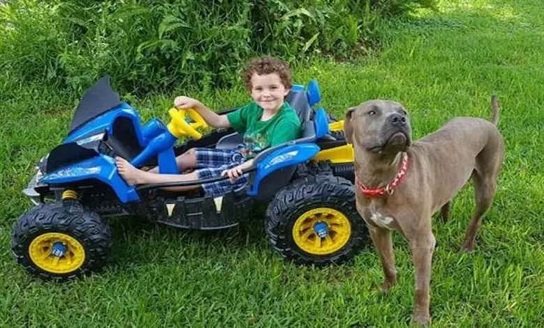 Pit Bulls Salvam Crianças de Cobra Venenosa Escondida no Jardim Pit Bulls Salvam Crianças de Cobra Venenosa Escondida no Jardim