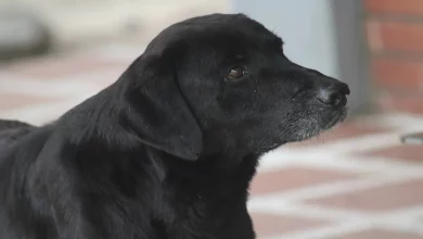 Cão Inteligente Sempre Traz uma Folha para ‘Comprar’ Guloseimas na Loja