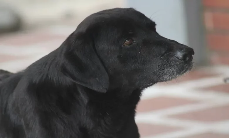 Cão Inteligente Sempre Traz uma Folha para ‘Comprar’ Guloseimas na Loja Cão Inteligente Sempre Traz uma Folha para ‘Comprar’ Guloseimas na Loja