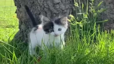 Mastim de 61 Quilogramas Se Torna Obcecado por um Gatinho Minúsculo