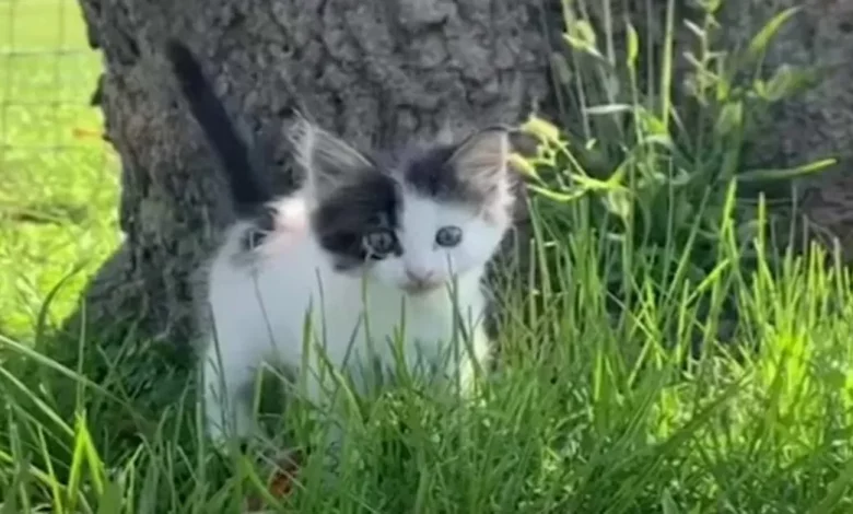 Mastim de 61 Quilogramas Se Torna Obcecado por um Gatinho Minúsculo Mastim de 61 Quilogramas Se Torna Obcecado por um Gatinho Minúsculo