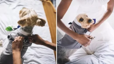 Este cachorrinho foi o portador das alianças no casamento de seus donos – e as fotos são adoráveis