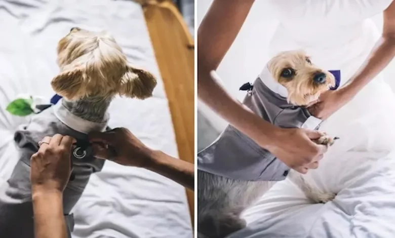 Este cachorrinho foi o portador das alianças no casamento de seus donos – e as fotos são adoráveis Este cachorrinho foi o portador das alianças no casamento de seus donos – e as fotos são adoráveis