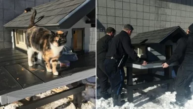 Polícia Constrói AP de Luxo para Gata que Visita Departamento há 3 Anos