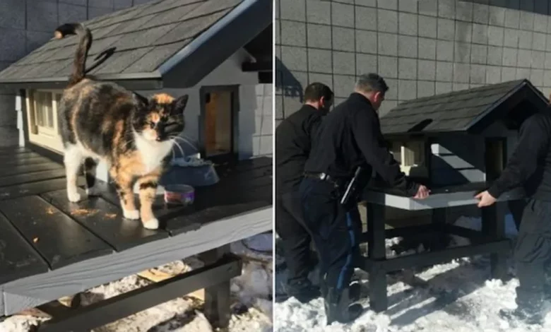 Polícia Constrói AP de Luxo para Gata que Visita Departamento há 3 Anos Polícia Constrói AP de Luxo para Gata que Visita Departamento há 3 Anos
