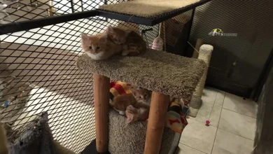 O Escritório Tem Uma Biblioteca de Gatos! Funcionários Podem ‘Pegar Emprestado’ Gatos Para Levar Para Suas Mesas
