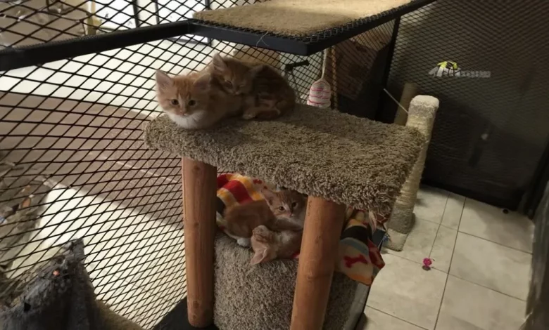 O Escritório Tem Uma Biblioteca de Gatos! Funcionários Podem ‘Pegar Emprestado’ Gatos Para Levar Para Suas Mesas O Escritório Tem Uma Biblioteca de Gatos! Funcionários Podem ‘Pegar Emprestado’ Gatos Para Levar Para Suas Mesas