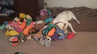 Cachorro Que Definhou em uma Gaiola Por 8 Anos Agora Se Abraça Com Dezenas de Brinquedos