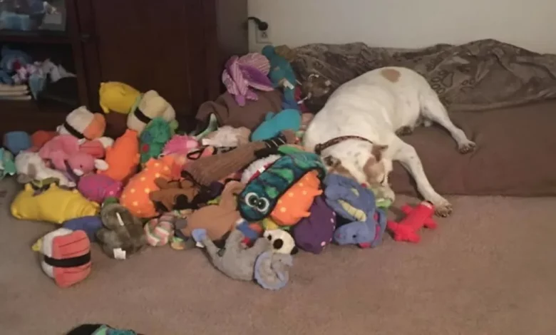 Cachorro Que Definhou em uma Gaiola Por 8 Anos Agora Se Abraça Com Dezenas de Brinquedos Cachorro Que Definhou em uma Gaiola Por 8 Anos Agora Se Abraça Com Dezenas de Brinquedos