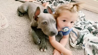 Pit Bull Agradece ao Motorista do Ônibus Todos os Dias por Trazer seu Humano para Casa