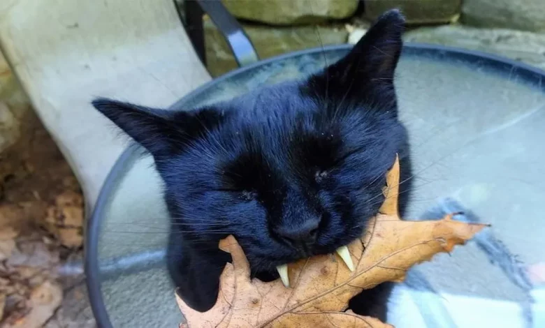 Este adorável gato vampiro salvou sua dona da depressão – Veja esta história Este adorável gato vampiro salvou sua dona da depressão – Veja esta história