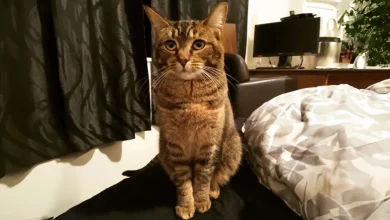 Gato Vê Antigo Dono em Casa de Repouso e Tem a Reação Mais Doce