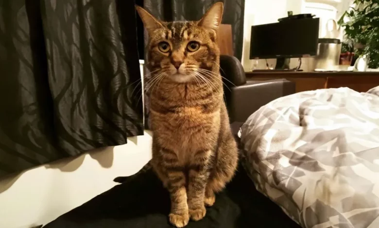 Gato Vê Antigo Dono em Casa de Repouso e Tem a Reação Mais Doce Gato Vê Antigo Dono em Casa de Repouso e Tem a Reação Mais Doce