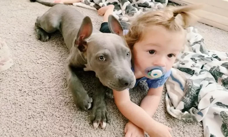 Pit Bull Agradece ao Motorista do Ônibus Todos os Dias por Trazer seu Humano para Casa Pit Bull Agradece ao Motorista do Ônibus Todos os Dias por Trazer seu Humano para Casa