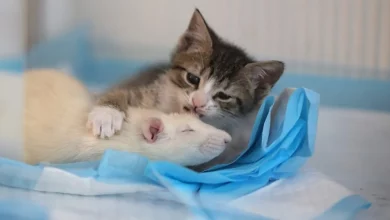 Ratos Destemidos Estão Cuidando de Gatinhos Órfãos Neste Acolhedor Café de Gatos