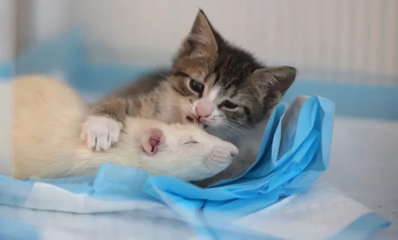 Ratos Destemidos Estão Cuidando de Gatinhos Órfãos Neste Acolhedor Café de Gatos Ratos Destemidos Estão Cuidando de Gatinhos Órfãos Neste Acolhedor Café de Gatos