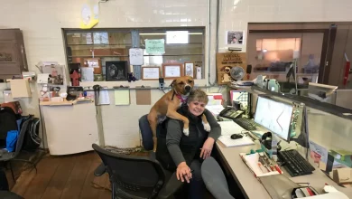 Poltronas Confortáveis Chegam em Abrigo de Animais Para que Todo Pet Tenha Seu Lugar