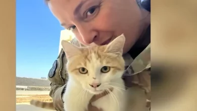 Entrega Especial de Natal do Oriente Médio—O Gato de Rua que Conquistou o Coração de uma Sargento Agora Está Resgatado