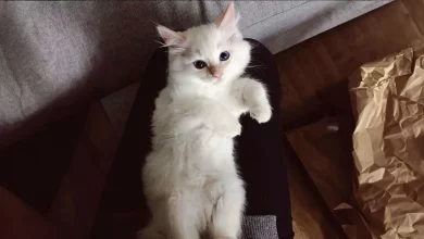 Mulher Filmou Secretamente Seu Gato ‘Sozinho em Casa’ e Isso Partiu Seu Coração