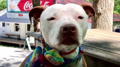Pit Bull Eleito Prefeito da Cidade em Eleição Univoca