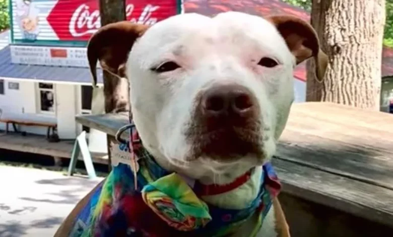 Pit Bull Eleito Prefeito da Cidade em Eleição Univoca Pit Bull Eleito Prefeito da Cidade em Eleição Univoca