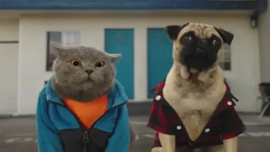 Gato e Cão Fazem uma Viagem de Carro