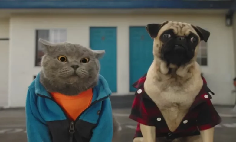 Gato e Cão Fazem uma Viagem de Carro Gato e Cão Fazem uma Viagem de Carro