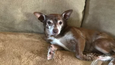 Quando o Velho Cão Só Quer Brincar Com o Brinquedo Descontinuado, o Pessoal da PetSmart Não Desiste