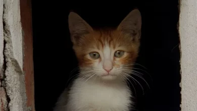 Menino de 8 anos Troca seu Skate por um Gatinho Selvagem que Crianças Estavam Maltratando