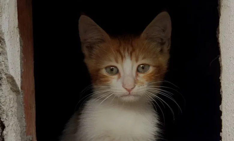 Menino de 8 anos Troca seu Skate por um Gatinho Selvagem que Crianças Estavam Maltratando Menino de 8 anos Troca seu Skate por um Gatinho Selvagem que Crianças Estavam Maltratando