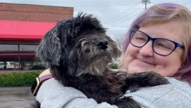 Mulher se Reencontra com Cachorro Perdido Graças a Uma Estranha Disposta a Levar o Pet por 800 Quilômetros